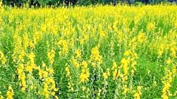 Crotalária (xique-xique)